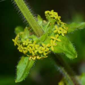 Photographie n°2404692 du taxon Cruciata laevipes Opiz [1852]