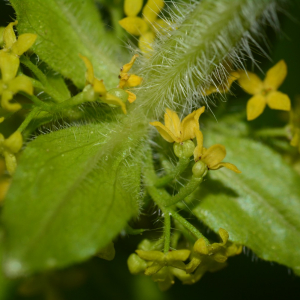 Photographie n°2404693 du taxon Cruciata laevipes Opiz [1852]