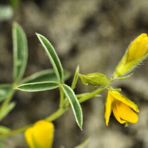 Photographie n°2404718 du taxon Argyrolobium zanonii (Turra) P.W.Ball