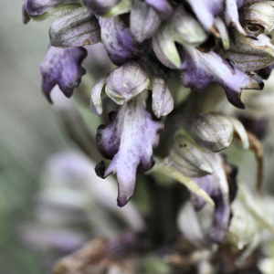 Photographie n°2404721 du taxon Himantoglossum robertianum (Loisel.) P.Delforge