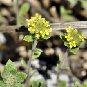 Photographie n°2404727 du taxon Alyssum alyssoides (L.) L.