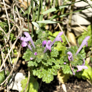 Photographie n°2404730 du taxon Lamium amplexicaule L.