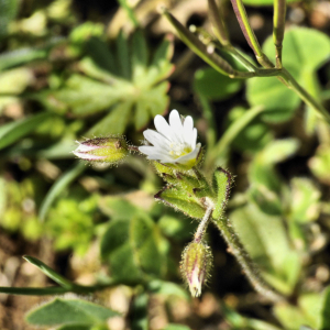 Photographie n°2404734 du taxon Cerastium glomeratum Thuill. [1799]