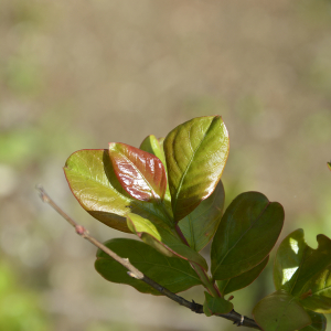 Photographie n°2404749 du taxon Lagerstroemia indica L. [1759]