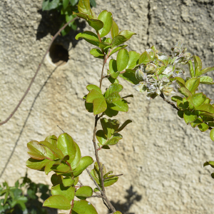 Photographie n°2404752 du taxon Lagerstroemia indica L. [1759]