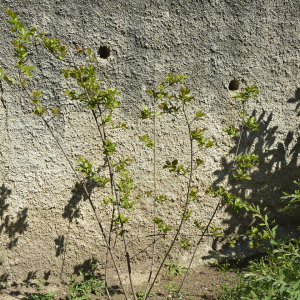 Photographie n°2404753 du taxon Lagerstroemia indica L. [1759]