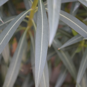 Photographie n°2404754 du taxon Nerium oleander L. [1753]