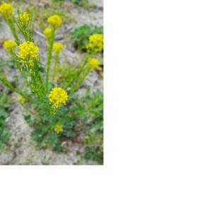 Photographie n°2404779 du taxon Barbarea vulgaris var. vulgaris