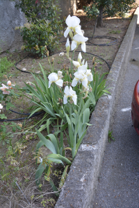 Val71, le 20 avril 2020 (Marseille (Parc de la Valbarelle))