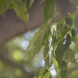 Photographie n°2404814 du taxon Celtis australis L. [1753]