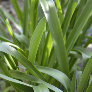 Photographie n°2404822 du taxon Agapanthus L'Hér. [1788]