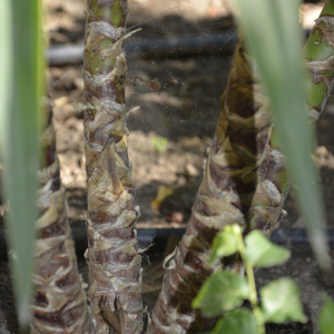 Photographie n°2404834 du taxon Yucca L. [1753]