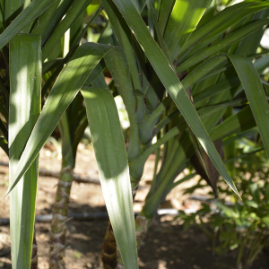 Photographie n°2404836 du taxon Yucca L. [1753]