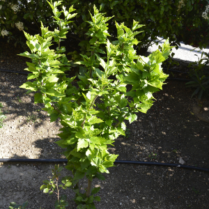 Photographie n°2404843 du taxon Hibiscus syriacus L. [1753]