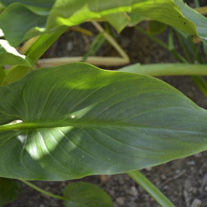  - Zantedeschia aethiopica (L.) Spreng. [1826]