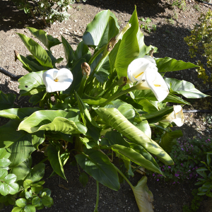 Photographie n°2404849 du taxon Zantedeschia aethiopica (L.) Spreng. [1826]