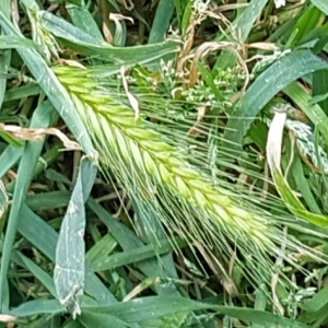 Photographie n°2404862 du taxon Hordeum murinum L.