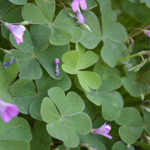  - Oxalis articulata subsp. articulata