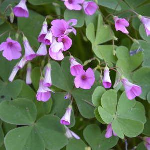  - Oxalis articulata subsp. articulata