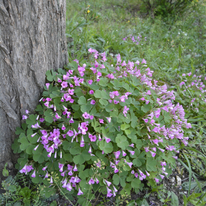  - Oxalis articulata subsp. articulata