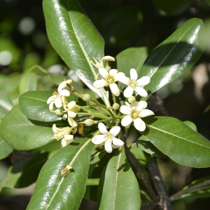 Photographie n°2404885 du taxon Pittosporum tobira (Thunb.) W.T.Aiton [1811]