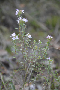 Val71, le 12 avril 2020 (Marseille (La Barasse))