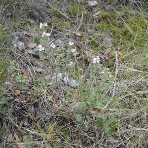 Photographie n°2404966 du taxon Thymus vulgaris L. [1753]