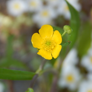  - Ranunculus flammula var. flammula