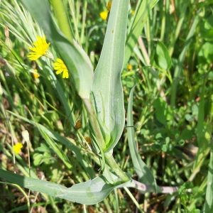 Photographie n°2405001 du taxon Tragopogon dubius Scop. [1772]