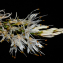  Louis Ton - Asphodelus albus subsp. albus