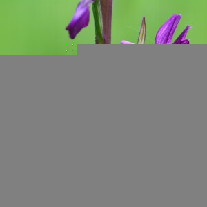 Photographie n°2405059 du taxon Anacamptis laxiflora (Lam.) R.M.Bateman, Pridgeon & M.W.Chase