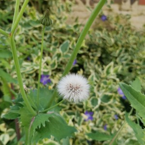 Photographie n°2405103 du taxon Sonchus oleraceus L.