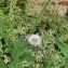  Marine ZIMMER - Sonchus oleraceus L.