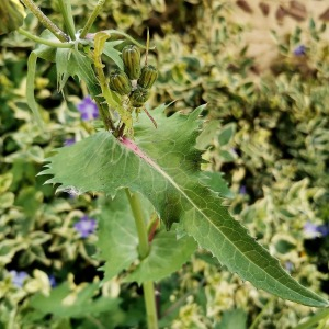 Photographie n°2405105 du taxon Sonchus oleraceus L.