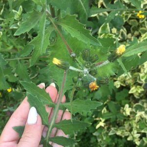 Photographie n°2405107 du taxon Sonchus oleraceus L.