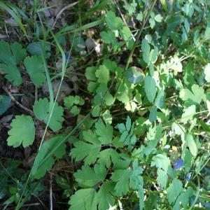 Photographie n°2405109 du taxon Aquilegia vulgaris L.