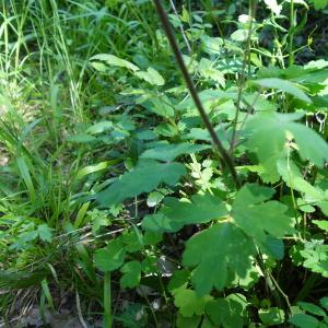 Photographie n°2405111 du taxon Aquilegia vulgaris L.