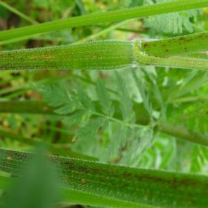 Photographie n°2405128 du taxon Chaerophyllum aureum L. [1762]