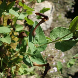 Photographie n°2405142 du taxon Aristolochia pistolochia L.