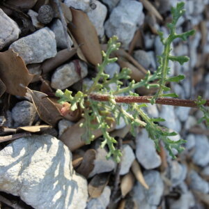 Photographie n°2405175 du taxon Senecio gallicus Vill. [1785]