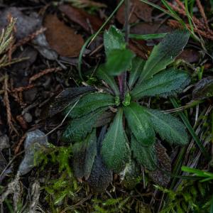 Photographie n°2405240 du taxon Arabis hirsuta (L.) Scop. [1772]