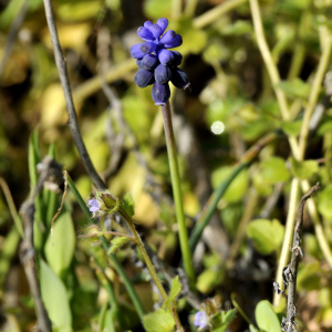 Photographie n°2405246 du taxon Muscari neglectum Guss. ex Ten.