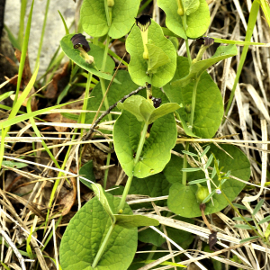 Photographie n°2405255 du taxon Aristolochia rotunda L.