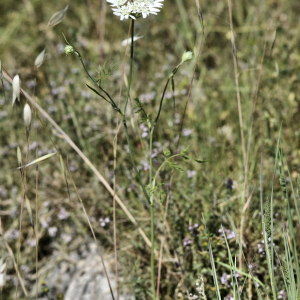 Photographie n°2405273 du taxon Orlaya grandiflora (L.) Hoffm.