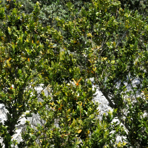 Photographie n°2405281 du taxon Buxus sempervirens L.