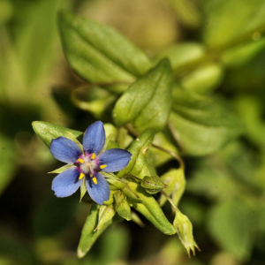 Photographie n°2405288 du taxon Anagallis foemina Mill.