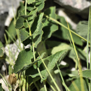 Photographie n°2405289 du taxon Aristolochia pistolochia L.