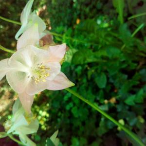 Aquilegia vulgaris var. platysepala (Rchb.) Steud. (Ancolie commune)