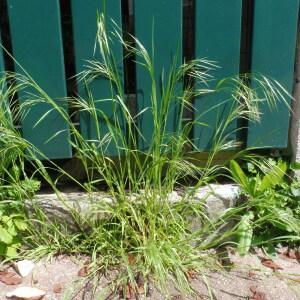 Photographie n°2405347 du taxon Bromus sterilis L.