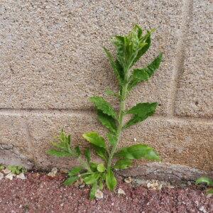 Photographie n°2405350 du taxon Erigeron sumatrensis Retz.